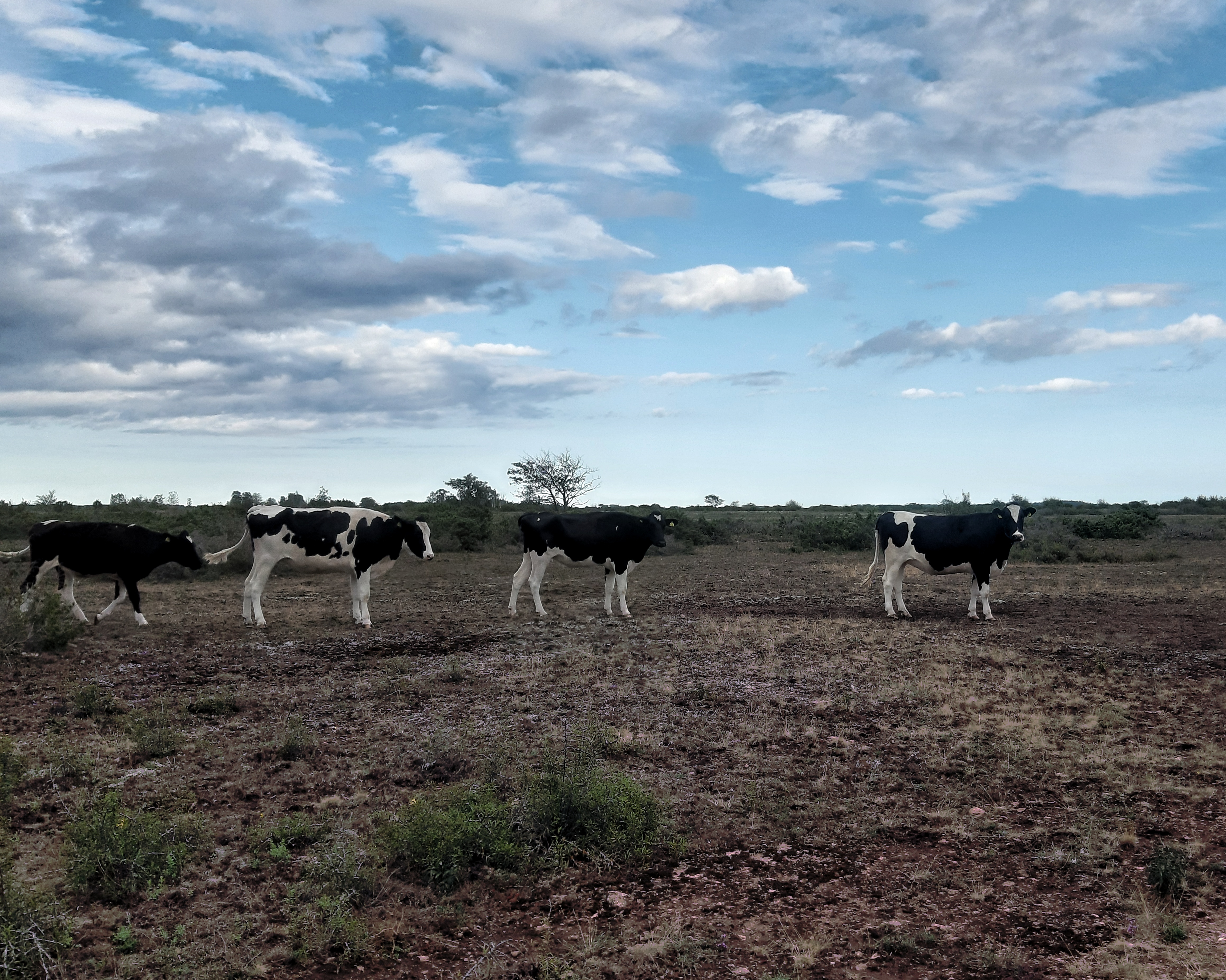 Free roaming cows we met in an alvar